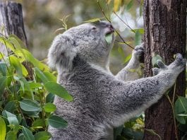 Becas Endeavour del Gobierno de Australia. Becas Endeavour del Gobierno de Australia.