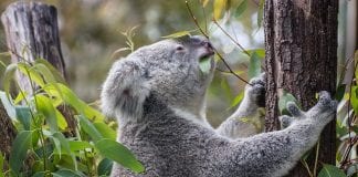 Becas Endeavour del Gobierno de Australia. Becas Endeavour del Gobierno de Australia.