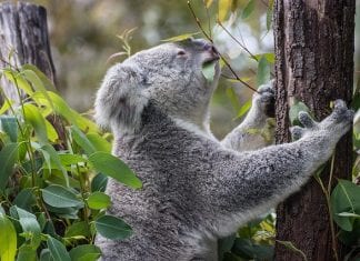 Becas Endeavour del Gobierno de Australia. Becas Endeavour del Gobierno de Australia.