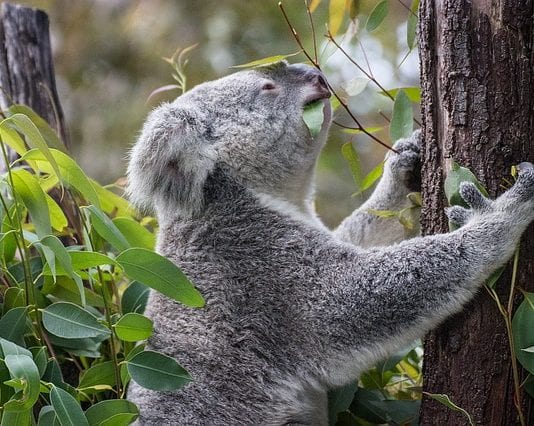 Becas Endeavour del Gobierno de Australia. Becas Endeavour del Gobierno de Australia.