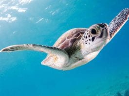 Programa de voluntariado con tortugas en Estados Unidos Programa de voluntariado con tortugas en Estados Unidos