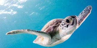Programa de voluntariado con tortugas en Estados Unidos Programa de voluntariado con tortugas en Estados Unidos