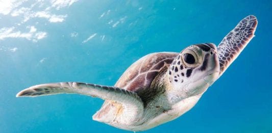 Programa de voluntariado con tortugas en Estados Unidos Programa de voluntariado con tortugas en Estados Unidos