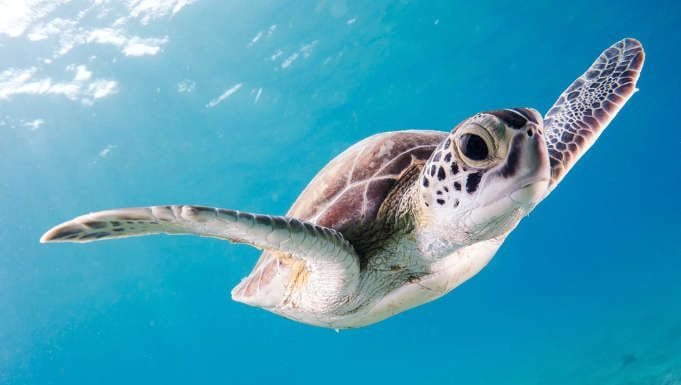 Programa de voluntariado con tortugas en Estados Unidos Programa de voluntariado con tortugas en Estados Unidos