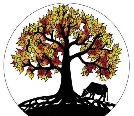 Peepal Farm, voluntariado en India para veterinarios y cineastas Peepal Farm, voluntariado en India para veterinarios y cineastas