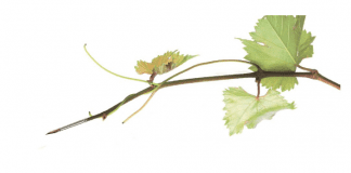 Beca para artistas, Bodega ENATE Beca para artistas, Bodega ENATE