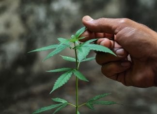 ¿ Tener un trabajo relacionado con la marihuana puede afectar el estatus migratorio? ¿ Tener un trabajo relacionado con la marihuana puede afectar el estatus migratorio?