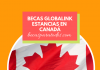 Becas Globalink para estancia de investigación en Canadá Becas Globalink para estancia de investigación en Canadá