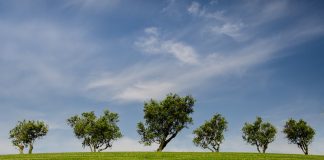 Curso online en español, Medio Ambiente Fondo Verde, OEA Curso online en español, Medio Ambiente Fondo Verde, OEA