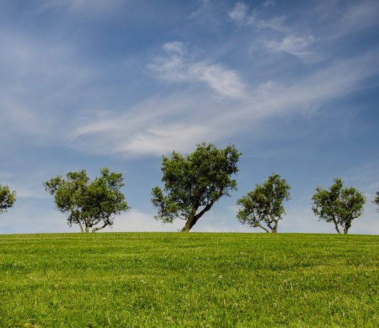 Curso online en español, Medio Ambiente Fondo Verde, OEA Curso online en español, Medio Ambiente Fondo Verde, OEA