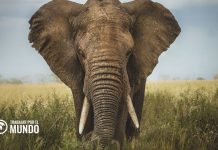 Guía para trabajar en Kenia Guía para trabajar en Kenia