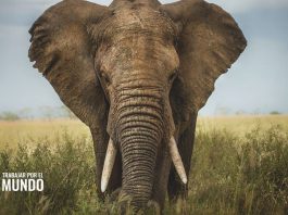 Guía para trabajar en Kenia Guía para trabajar en Kenia