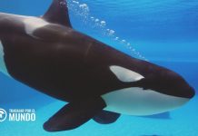 Curso de Especialista en Cetáceos y otros Animales Marinos Curso de Especialista en Cetáceos y otros Animales Marinos