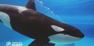 Curso de Especialista en Cetáceos y otros Animales Marinos Curso de Especialista en Cetáceos y otros Animales Marinos