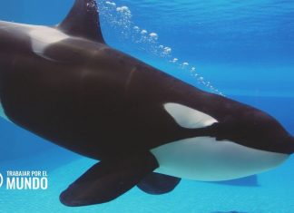 Curso de Especialista en Cetáceos y otros Animales Marinos Curso de Especialista en Cetáceos y otros Animales Marinos