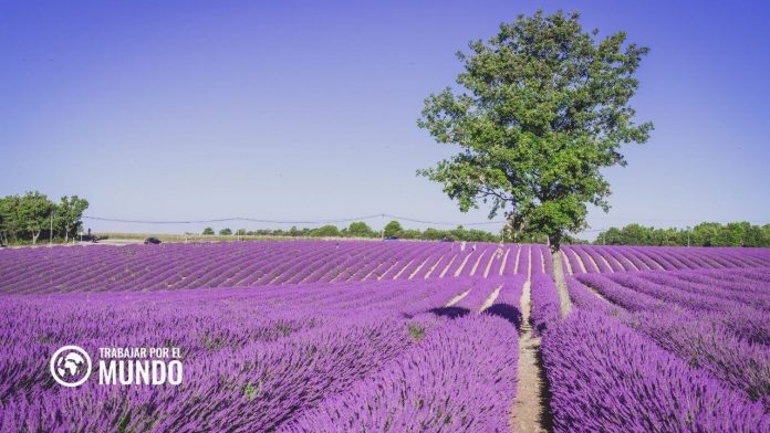 10 Portales web para buscar trabajo en Francia 10 Portales web para buscar trabajo en Francia