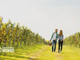 Información para trabajar en la Vendimia Francesa Información para trabajar en la Vendimia Francesa