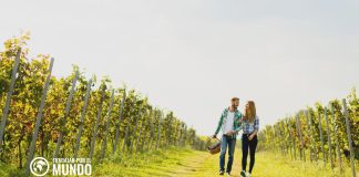 Información para trabajar en la Vendimia Francesa Información para trabajar en la Vendimia Francesa