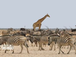 Países y capitales de África: Listado y curiosidades del continente africano Países y capitales de África: Listado y curiosidades del continente africano