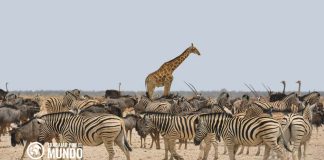 Países y capitales de África: Listado y curiosidades del continente africano Países y capitales de África: Listado y curiosidades del continente africano