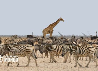 Países y capitales de África: Listado y curiosidades del continente africano Países y capitales de África: Listado y curiosidades del continente africano