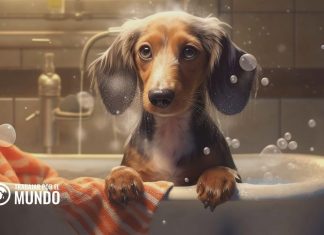 Cómo Ganar Dinero Vendiendo Imágenes Hechas con IA Cómo Ganar Dinero Vendiendo Imágenes Hechas con IA