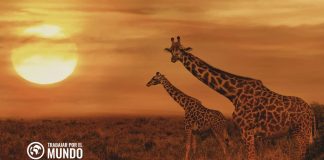 Las Mejores Escuelas para Aprender Inglés en Sudáfrica Las Mejores Escuelas para Aprender Inglés en Sudáfrica