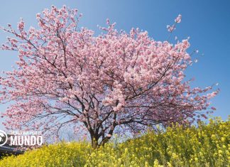 Descubre tu Ikigai: Encuentra tu Impacto de Hechos Descubre tu Ikigai: Encuentra tu Impacto de Hechos