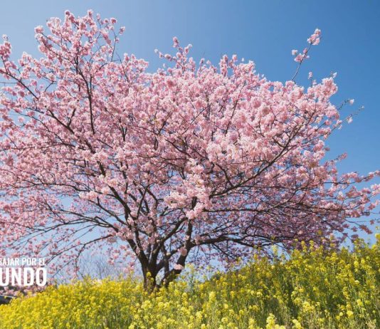Descubre tu Ikigai: Encuentra tu Impacto de Hechos Descubre tu Ikigai: Encuentra tu Impacto de Hechos