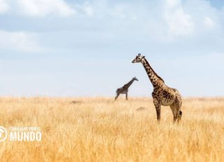 Becas para ejecutar un andanza de safari fotográfico Becas para ejecutar un andanza de safari fotográfico