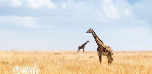 Becas para ejecutar un andanza de safari fotográfico Becas para ejecutar un andanza de safari fotográfico