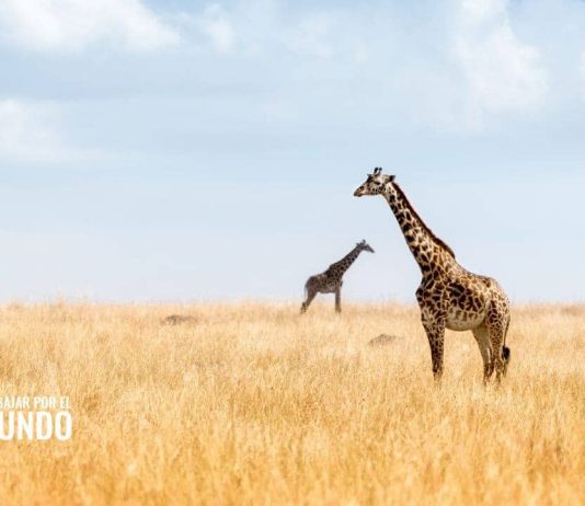 Becas para ejecutar un andanza de safari fotográfico Becas para ejecutar un andanza de safari fotográfico